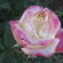 Rose (Rosa)