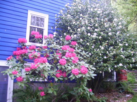 pink rhodie and white camellia