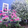 pink rhodie and white camellia