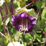 A garden flower photo (Cobaea scandens (Cup and saucer plant))