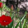 The first tulip opens (Tulipa acuminata (Tulip))