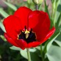 Red tulip close up (first flower to open) (Tulipa acuminata (Tulip))