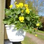 Pansies in hanging basket under balcony (Viola tricolor)