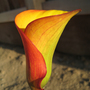 Red & Yellow Calla (Zantedeschia aethiopica (Arum lily))
