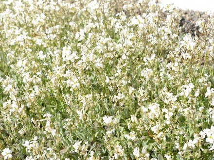 A garden flower photo (Arabis)