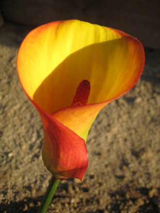 Red & Yellow Calla 2 (Zantedeschia aethiopica (Arum lily))