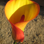 Red & Yellow Calla 2 (Zantedeschia aethiopica (Arum lily))