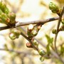 First cherry blossom. (Prunus cerasus (Cherry))