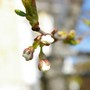 A garden flower photo (Prunus cerasus (Cherry))