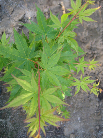 Sango Kaku (Coral Bark) Japanese Maple (Acer palmatum)