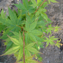 Sango Kaku (Coral Bark) Japanese Maple (Acer palmatum)