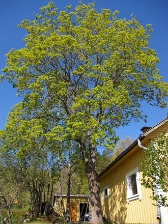 A garden flower photo (Acer pseudoplatanus)