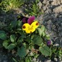 In meadow (Viola tricolor)