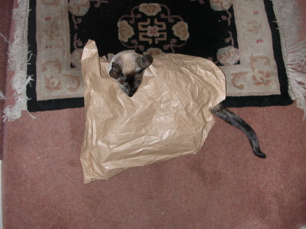 Twinkle loves to play in paper bags