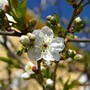 A garden flower photo (Prunus cerasus (Cherry))
