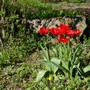 All opened (Tulipa acuminata (Tulip))