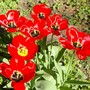 A garden flower photo (Tulipa acuminata (Tulip))