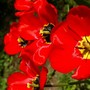 A garden flower photo (Tulipa acuminata (Tulip))