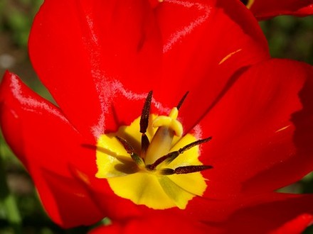 A garden flower photo (Tulipa acuminata (Tulip))