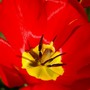 A garden flower photo (Tulipa acuminata (Tulip))