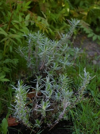 A garden flower photo (Lavandula angustifolia (Lavender))