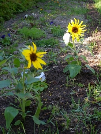 Short sunflowers (Helianthus annuus (Sunflower))