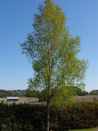 A garden flower photo (Betula)