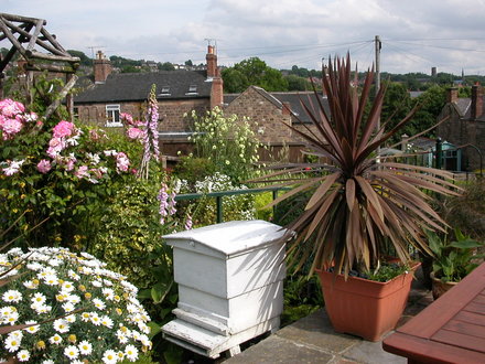 A garden flower photo