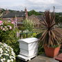A garden flower photo