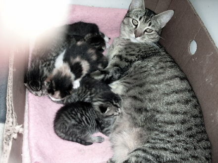 they are about three wks old