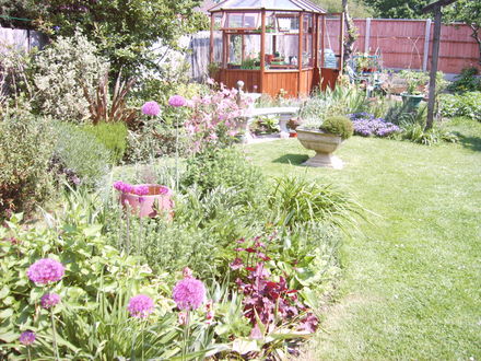 Purple Theme (Aquilegia 'McKenna Hybrids')