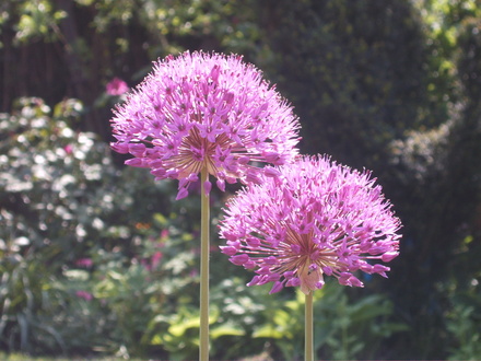 Alliums (Allium hollandicum (Ornamental onion))