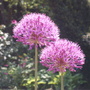 Alliums (Allium hollandicum (Ornamental onion))