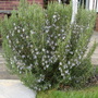 A garden flower photo (Rosmarinus officinalis)