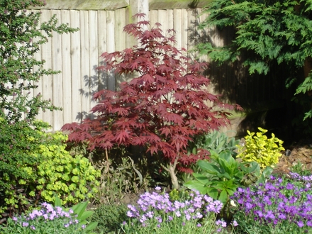 A garden flower photo (Acer palmatum)
