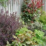 Photinia Bed: Late Spring 2008