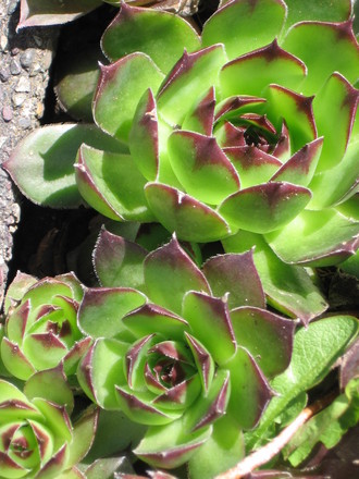 hens and chickens (Sempervivum tectorum (Common Houseleek))