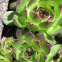 hens and chickens (Sempervivum tectorum (Common Houseleek))