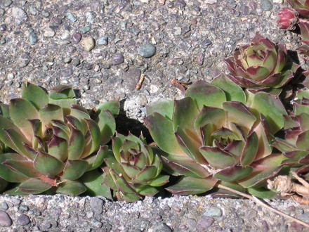 hens and chickens (Sempervivum tectorum (Common Houseleek))