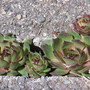 hens and chickens (Sempervivum tectorum (Common Houseleek))