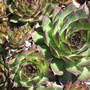 hens and chickens (Sempervivum tectorum (Common Houseleek))