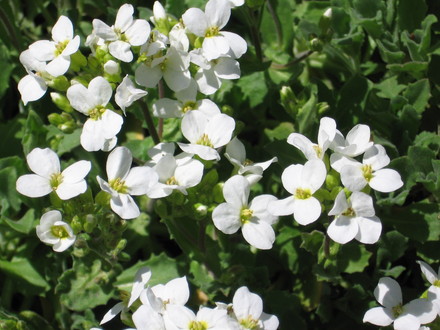 rock cress (Arabis alpina (Alpine Rock-cress))