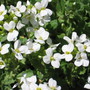 rock cress (Arabis alpina (Alpine Rock-cress))
