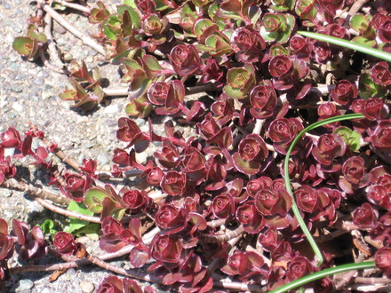 sedum (Sedum spurium)