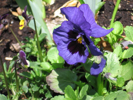pansy (viola odorata, viola tricolor)
