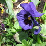 pansy (viola odorata, viola tricolor)