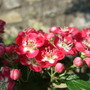 Crataegus laevigata 'Crimson Cloud' (Crataegus laevigata (Midland hawthorn))