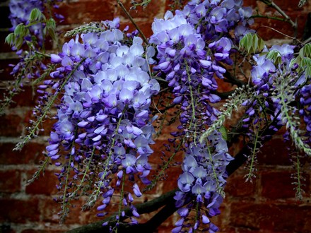 Plant Portraits - In A Friends Garden