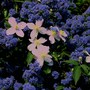 Plant Portraits - In A Friends Garden