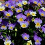 Plant Portraits - In My Garden